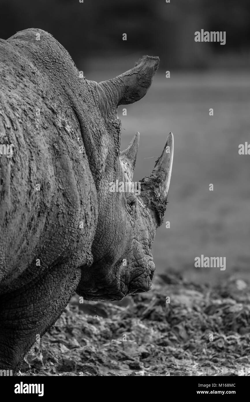 Black & white rear close up of Southern White rhinoceros outdoors in mud, Cotswold Wildlife Park UK. Mono rhino detail. Stock Photo