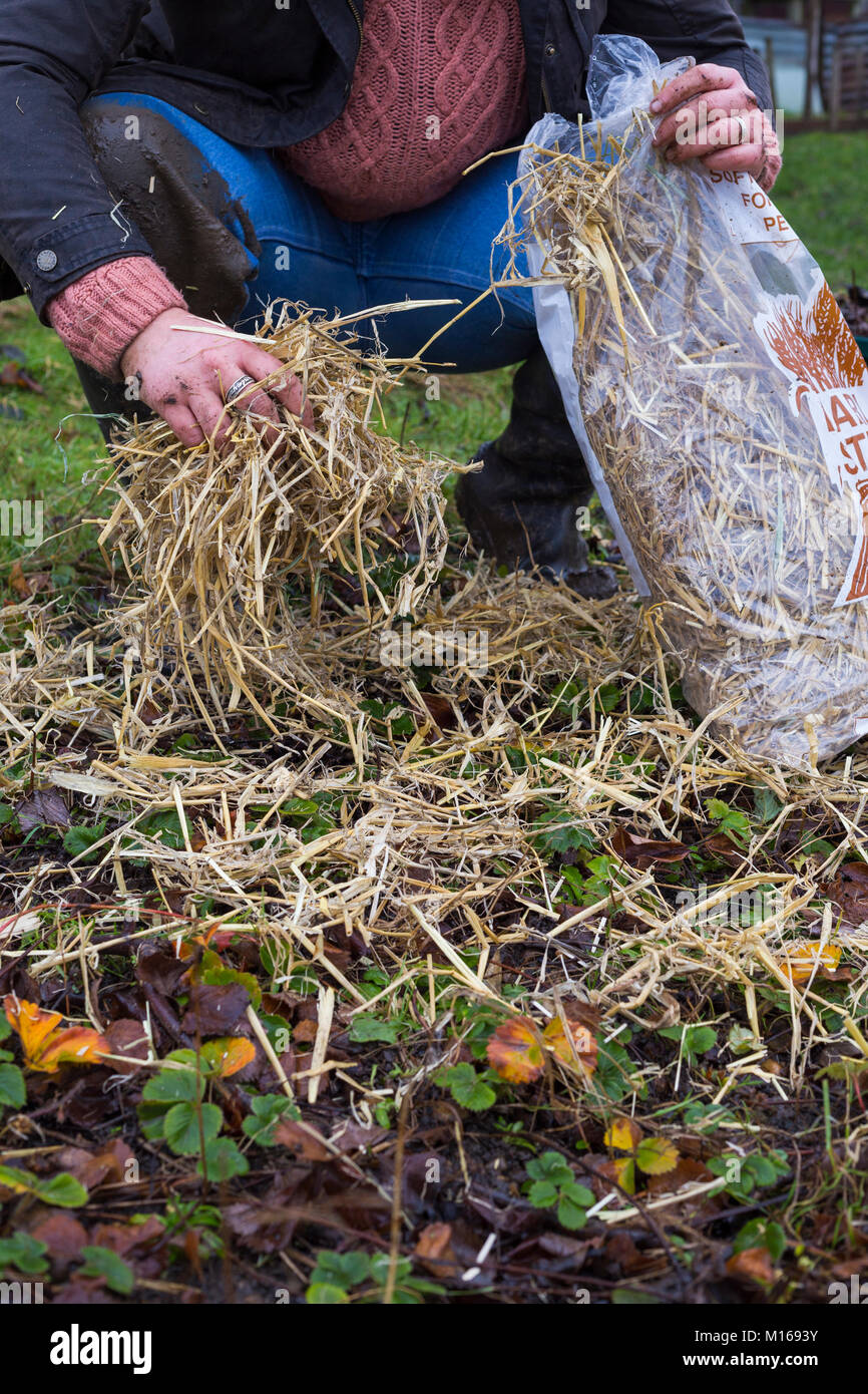 Adding a Barley Straw mulch to Strawberry plants to protect from winter
