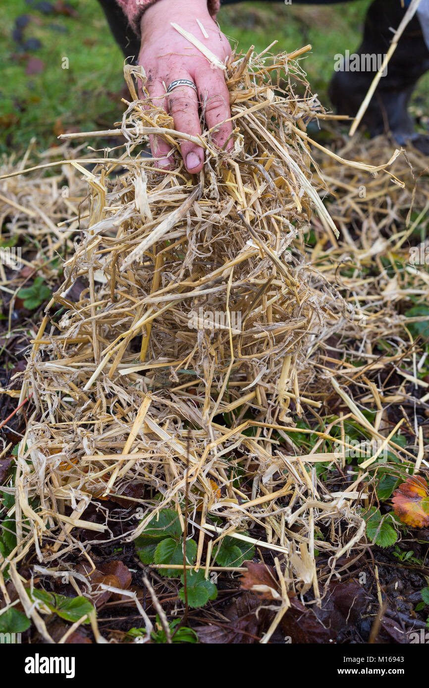 https://c8.alamy.com/comp/M16943/adding-a-barley-straw-mulch-to-strawberry-plants-to-protect-from-winter-M16943.jpg