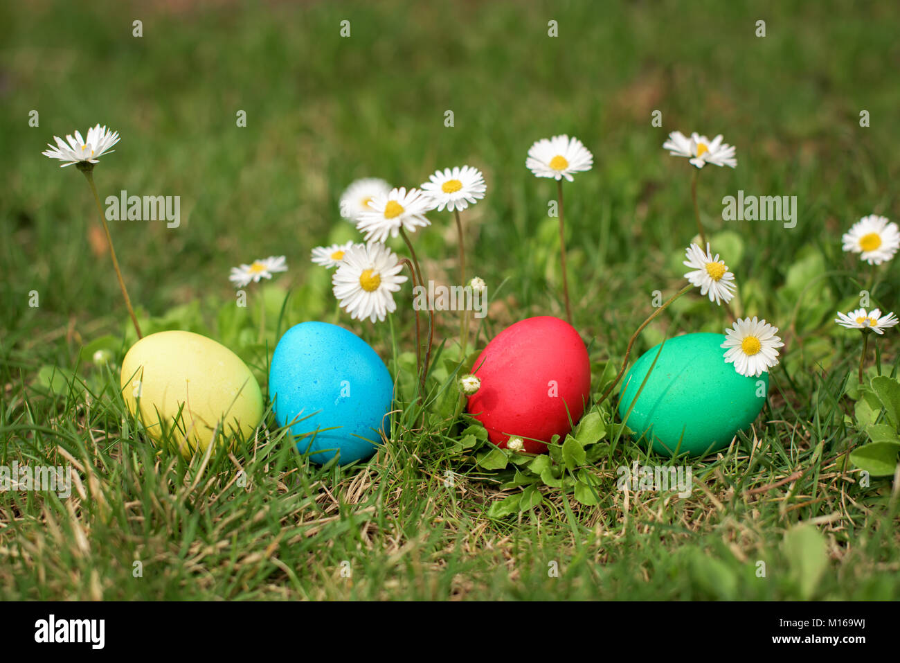 Four different color easter egs in a row Stock Photo