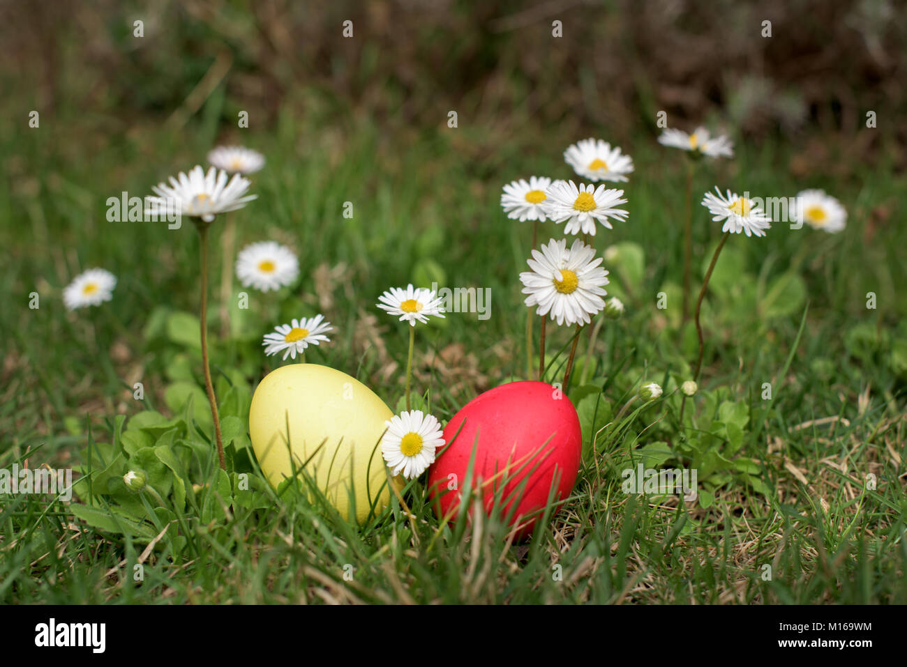 Two colored Easter eggs in a grass among daisies Stock Photo