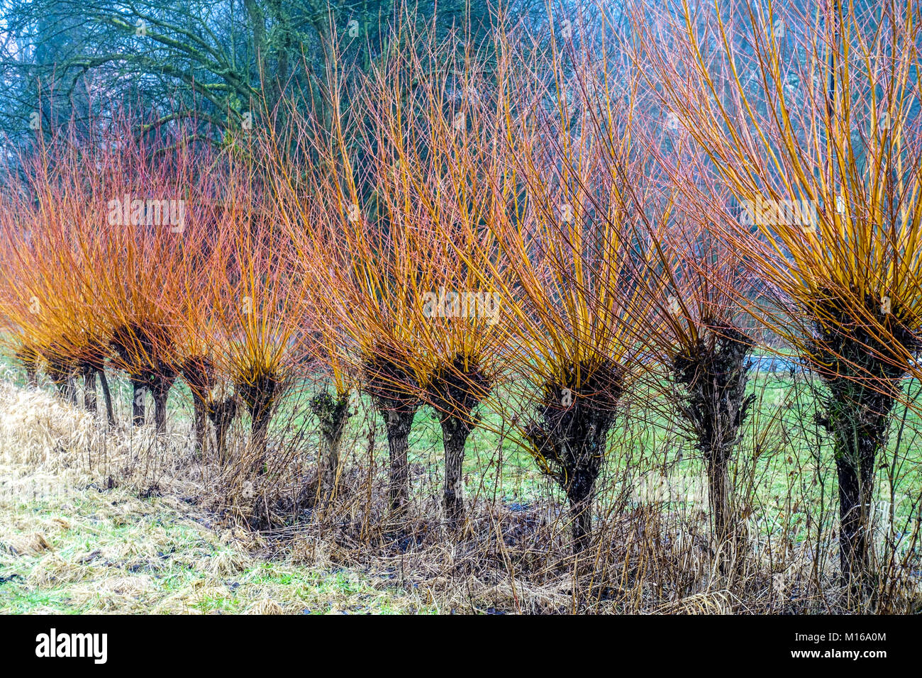 Osier Salix viminalis Pollard Willows used for Basketry Salix Willow Wicker Willow Trees Common Osier Willow Row Meadow Winter Osiers Line Scene Stock Photo