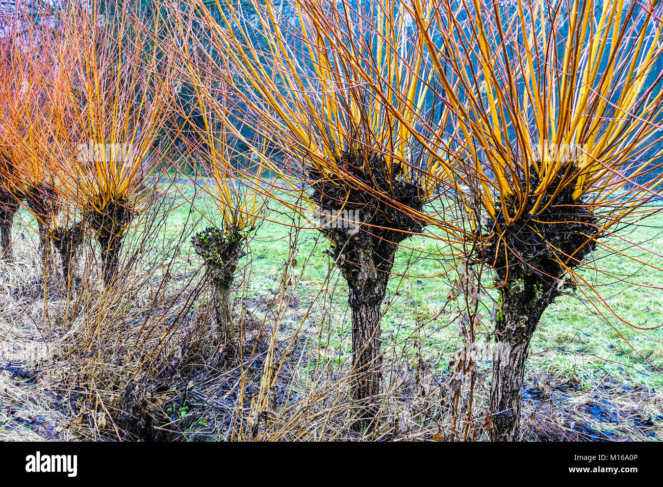 Osier, Salix viminalis, pollard willows, used for basketry, farming Stock Photo