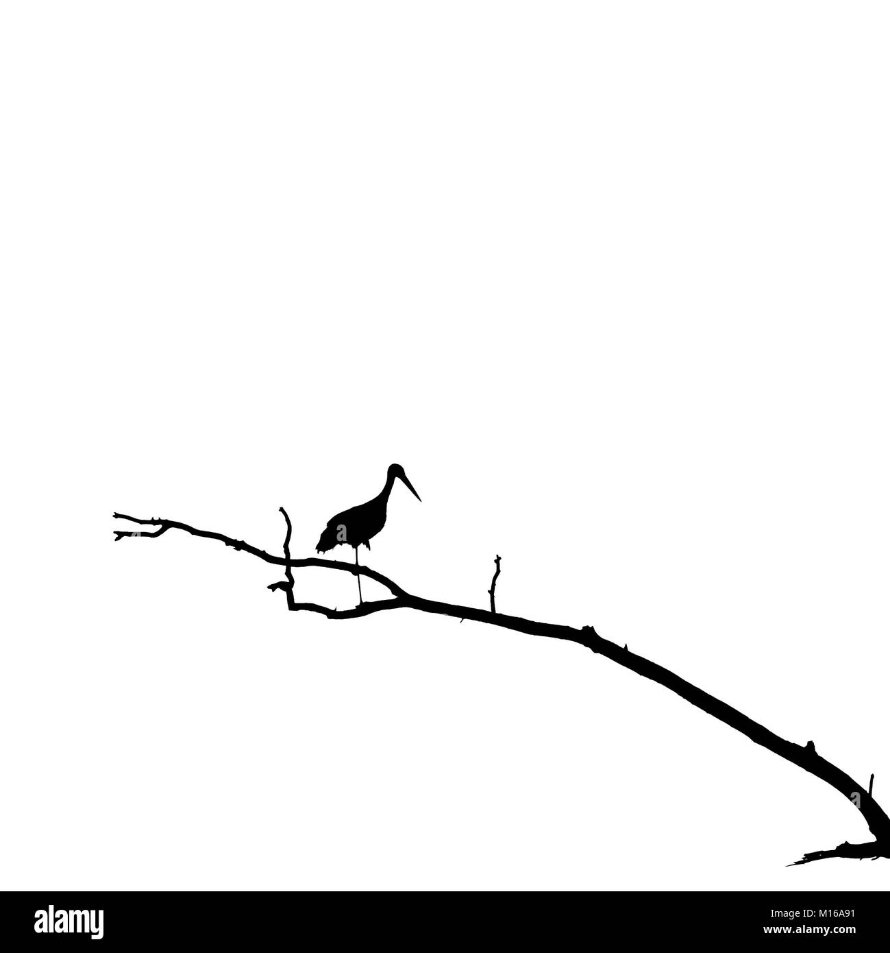 Silhouette of Stork Standing on One Leg on Dry Tree Branch. Black and white image id based on photo. Stock Photo