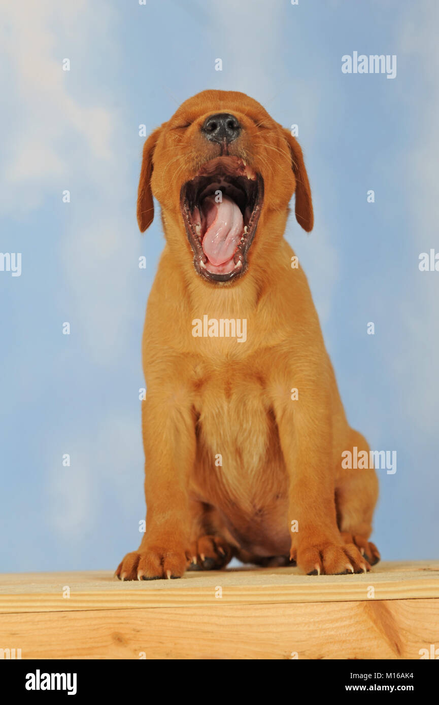 Labrador Retriever, yellow, puppy, 6 weeks, yawning Stock Photo