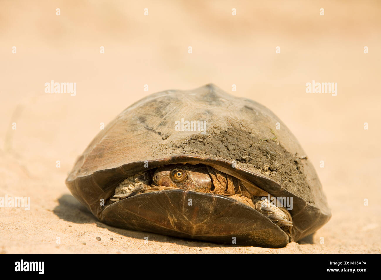 Pan Hinged Terrapin (Pelusios subniger), it typically pulls its head to one side under the carapace when threatened Stock Photo