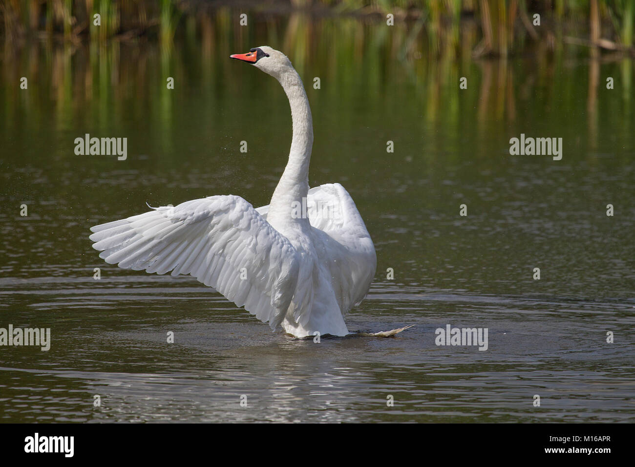 Mute swan (Cygnus olor) with spreading wings in the water, Germany Stock Photo