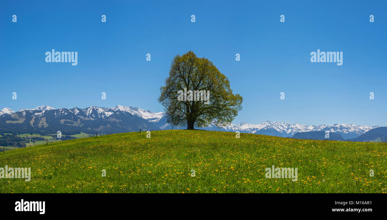 Friedenslinde, linden tree (Tilia) at the Wittelsbacher Höhe, 881m, Illertal, Allgäu, Bavaria, Germany Stock Photo