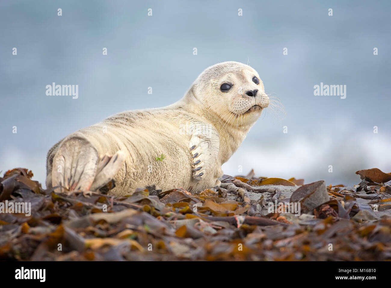 Harbor seal (Phoca vitulina) Young animal, Schleswig-Holstein, Helgoland, Germany Stock Photo