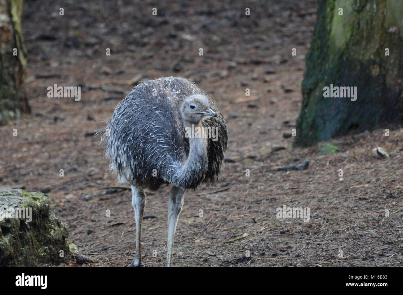 Darwins Rhea looks intently at the camera. Stock Photo