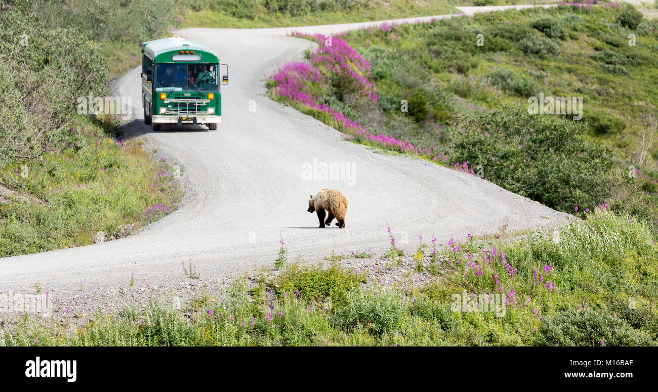 Grizzly Bear (Ursus arctos) walks in front of tour bus at Sable Pass in Denali National Park in Southcentral Alaska. Stock Photo