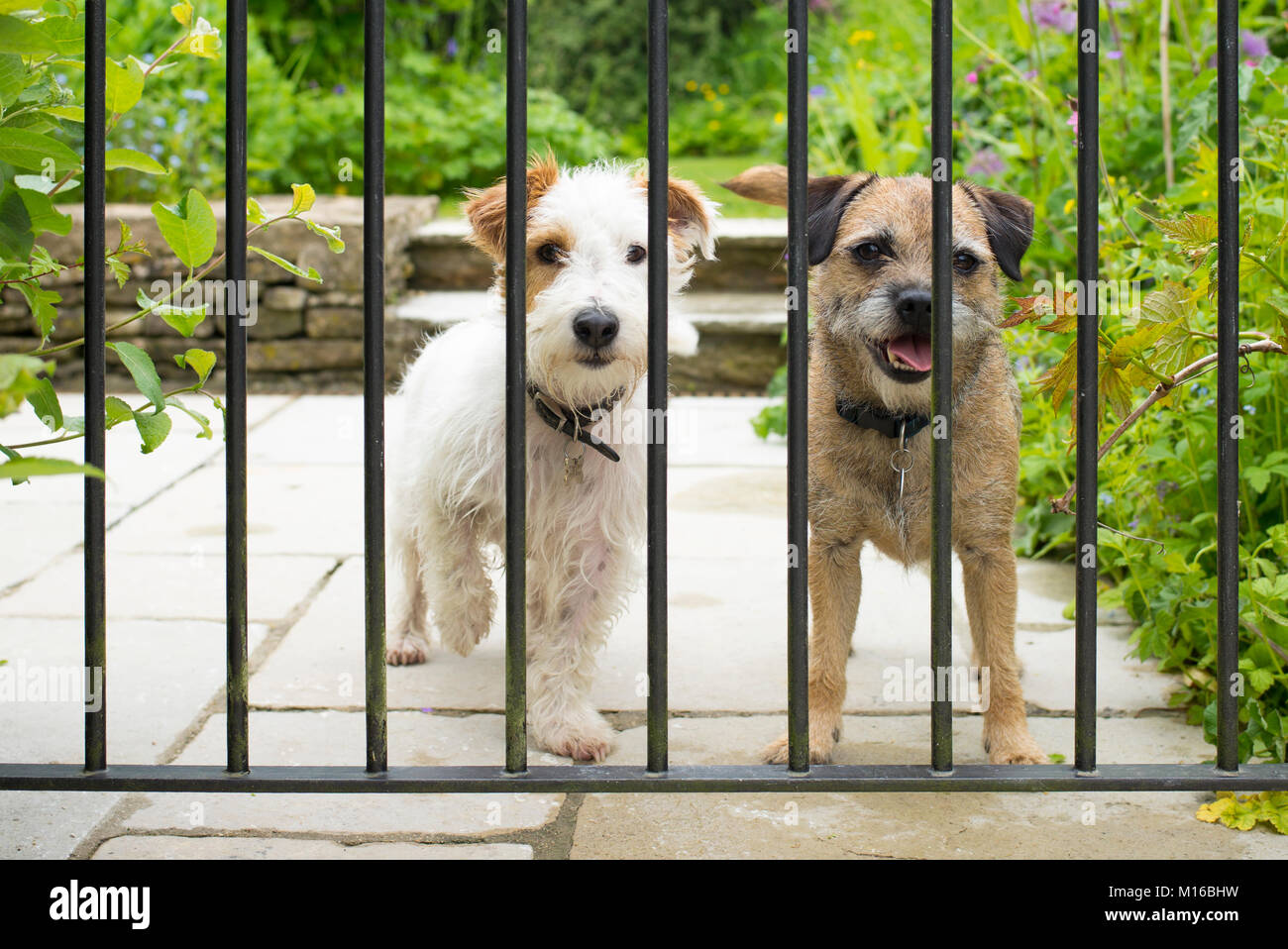 Best friends two cute terriers, dog friends chilling out together