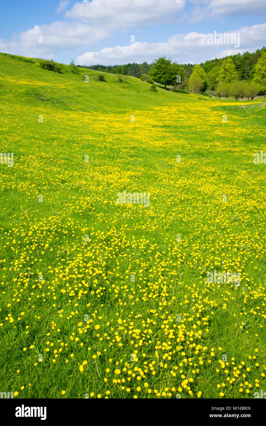 Rural scene of spring and summer buttercups - Ranunculus - on meadow slope in Swinbrook, in The Cotswolds, England, UK Stock Photo