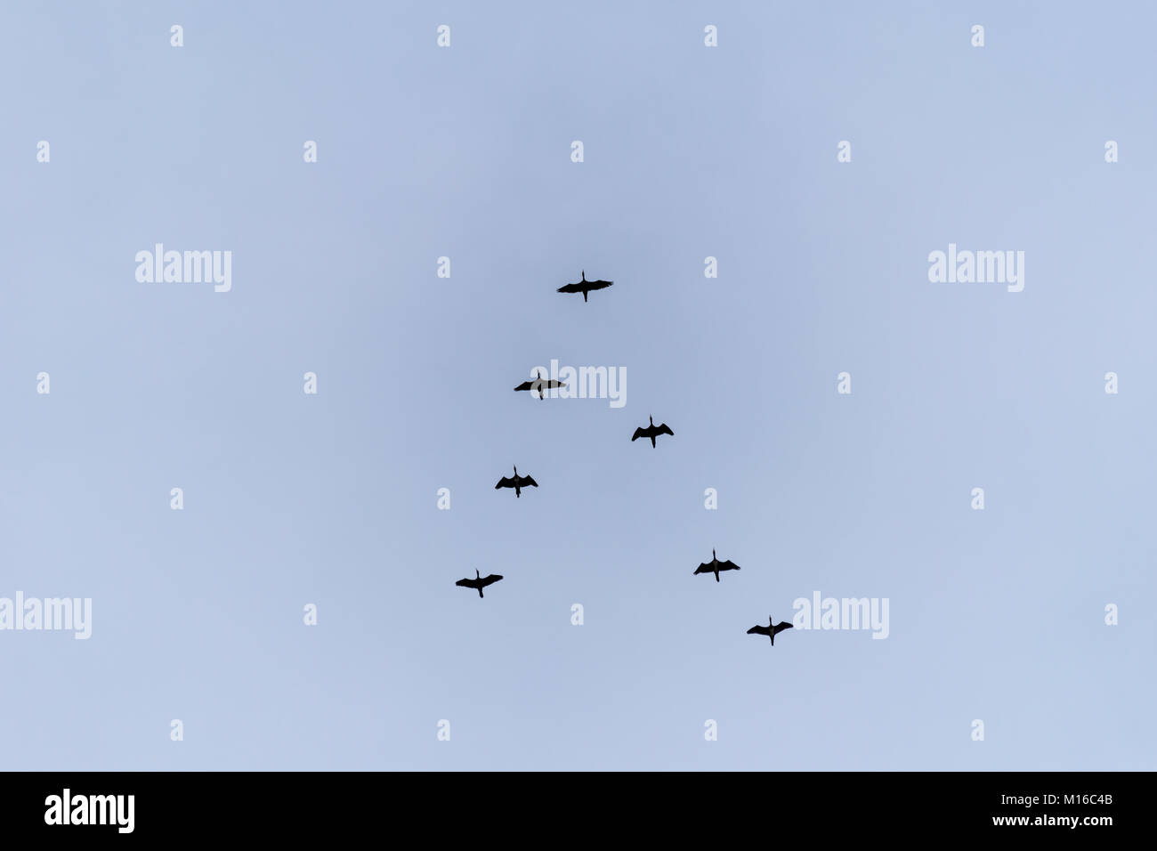 Flying birds on the sky. Black silhouettes and shapes against the bright sky. Migration of birds on the fall. Stock Photo