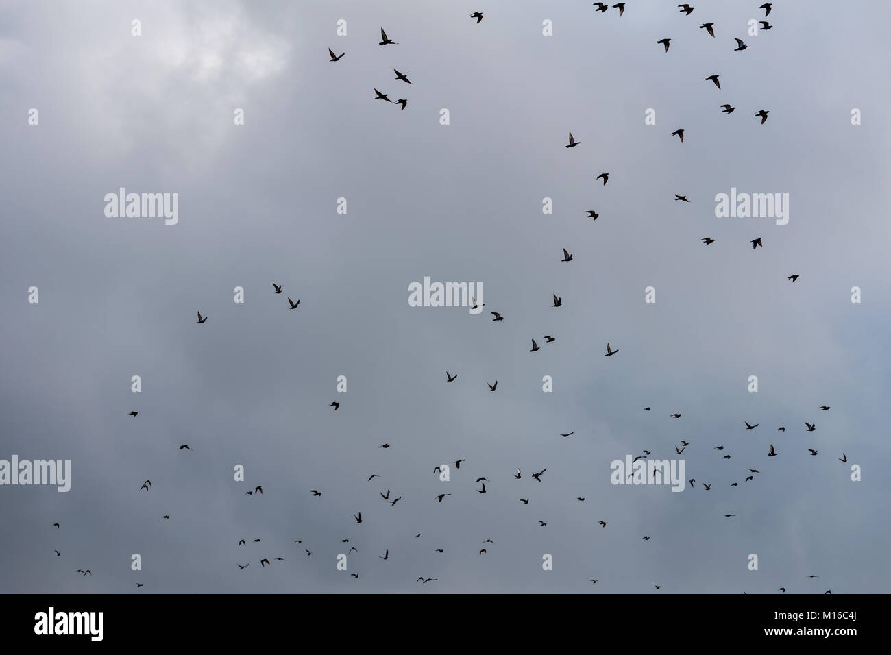 Flying birds on the sky. Black silhouettes and shapes against the bright sky. Migration of birds on the fall. Stock Photo