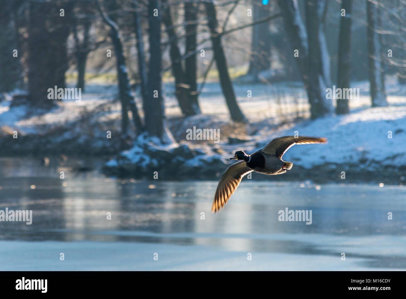 Flight above frozen lake forest hi-res stock photography and images - Alamy