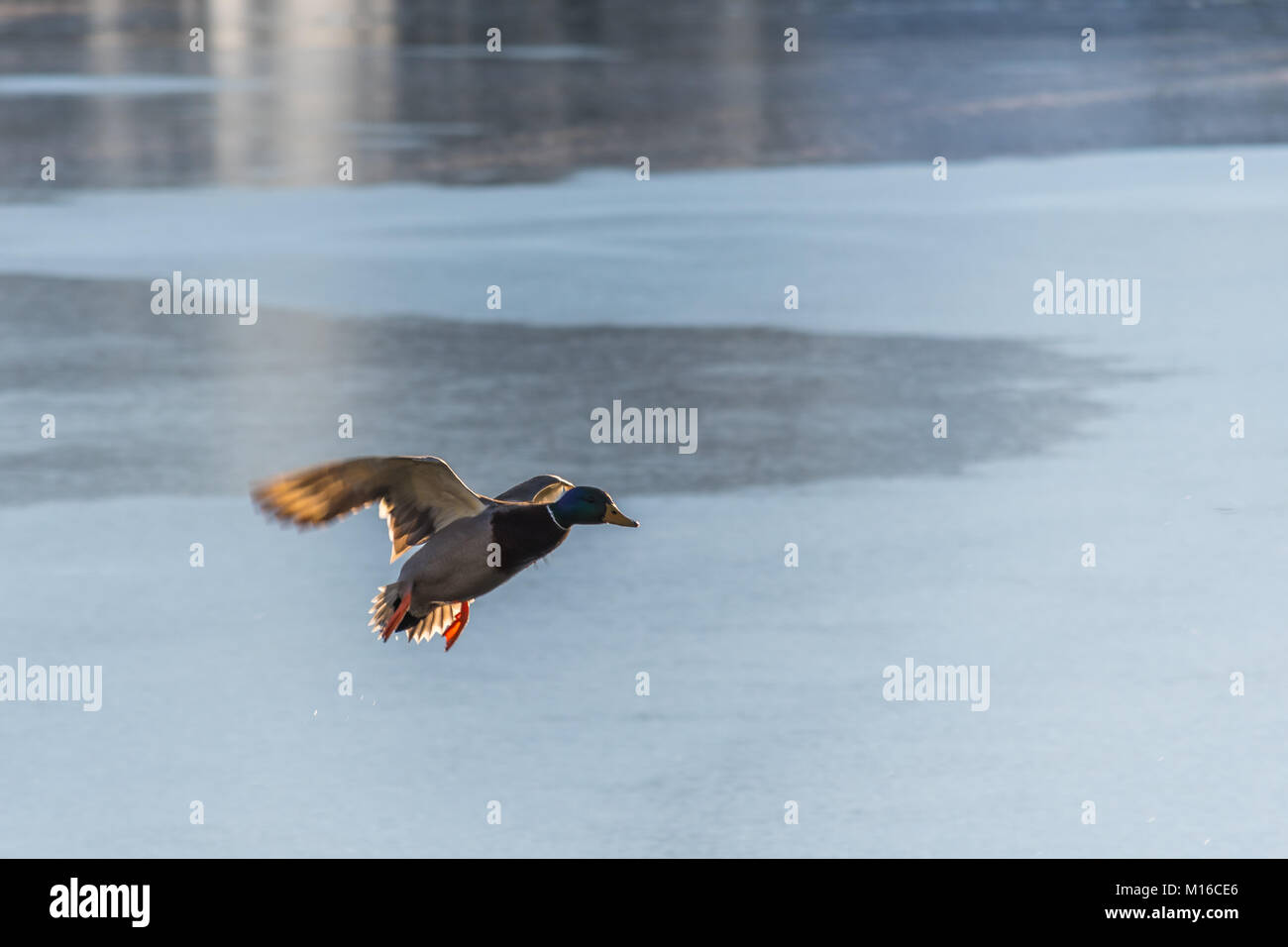 Flying Drake Mallard above the frozen water surface in the winter. Duck in the air  landing on the ice surface. Stock Photo