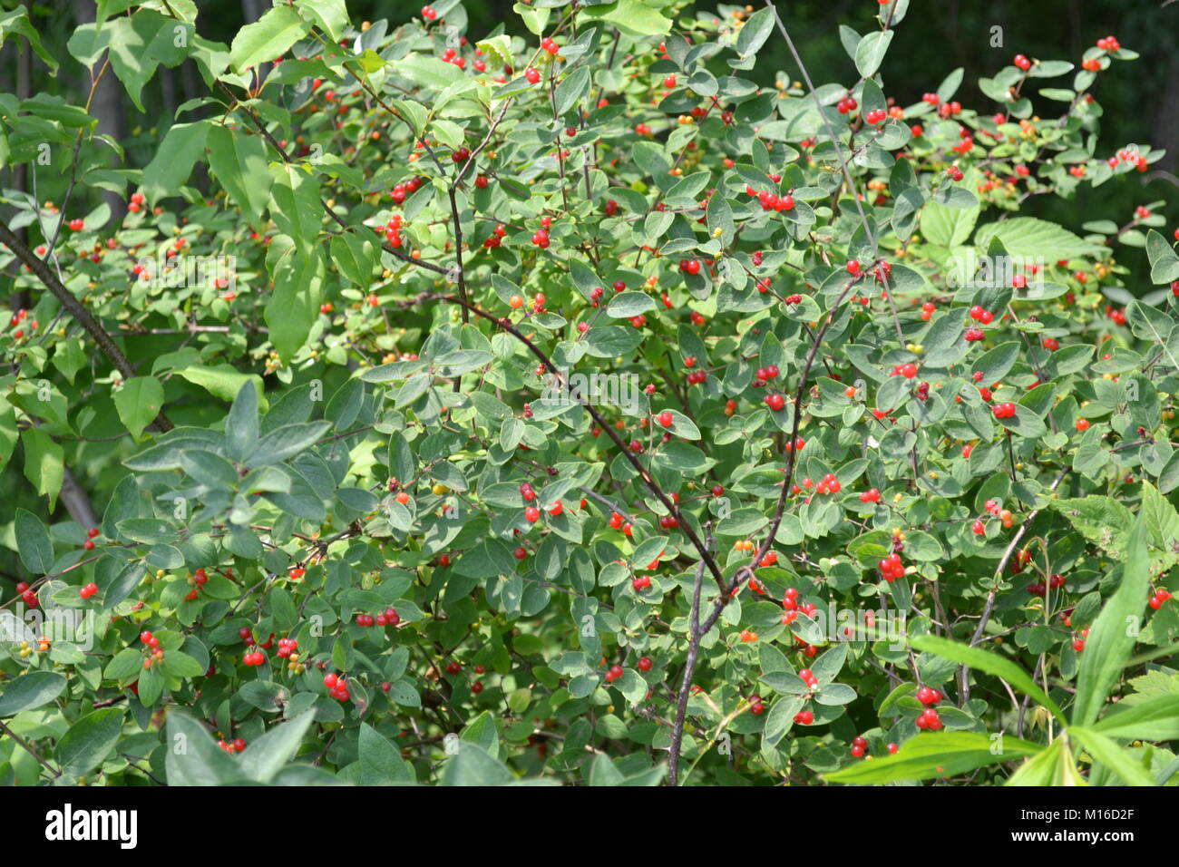 Wild berries growing in the woods Stock Photo