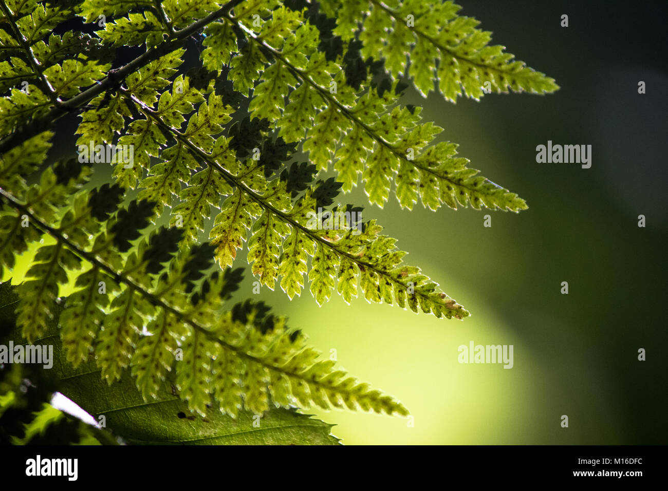 Fern in Forest Stock Photo - Alamy