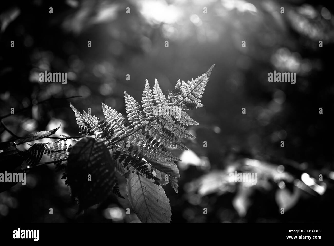 Fern in Forest Stock Photo