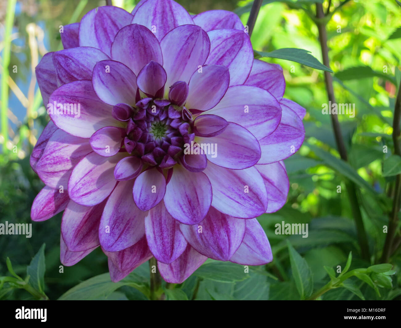 Purple Dahlia at Monet Garden in Giverny France Stock Photo