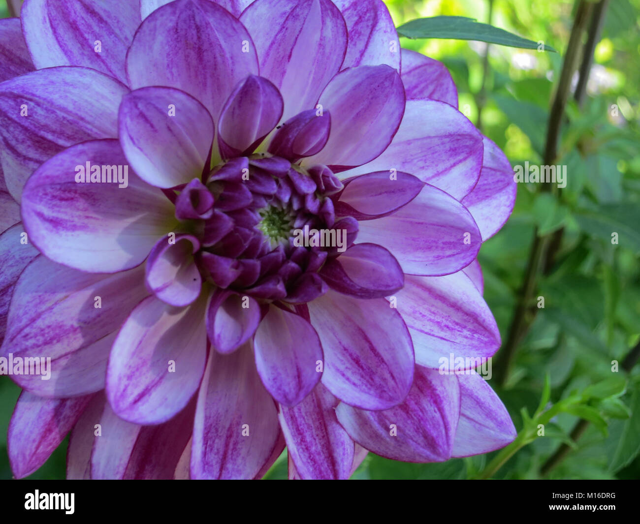 Purple Dahlia fully bloomed in Giverny France Stock Photo