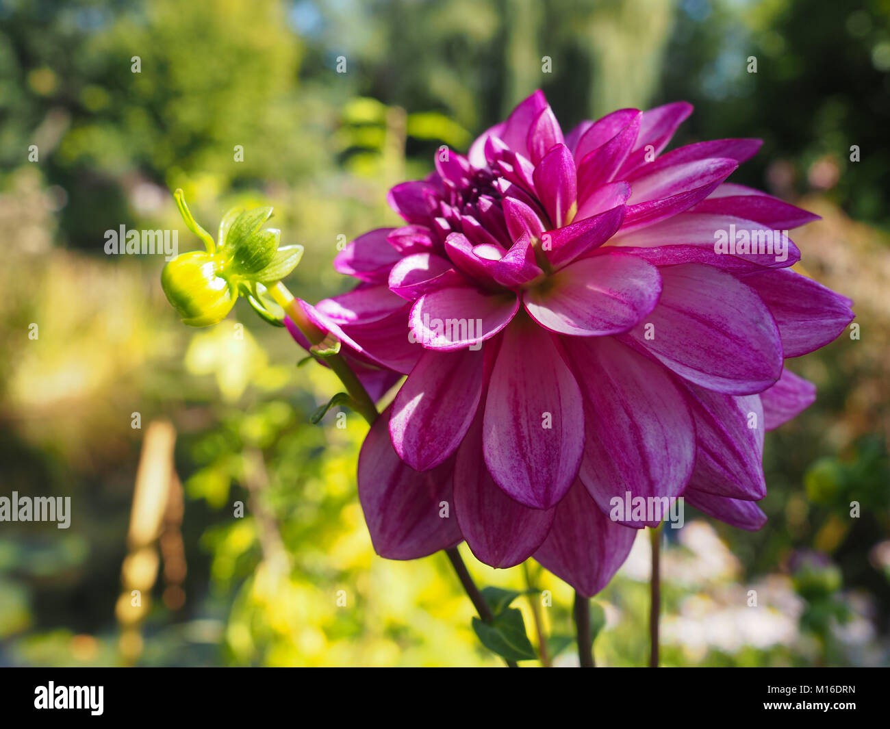 Bright Pink Dahlia in the Monet Garden Stock Photo