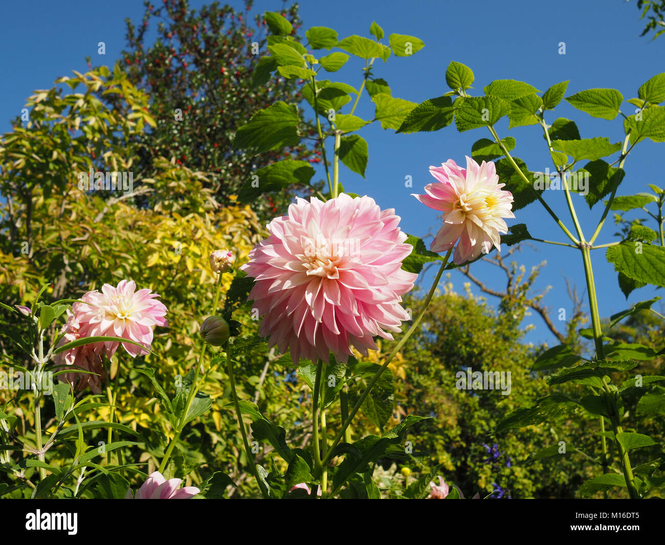 Pale Pink Dahlias blooming in Giverny France Stock Photo