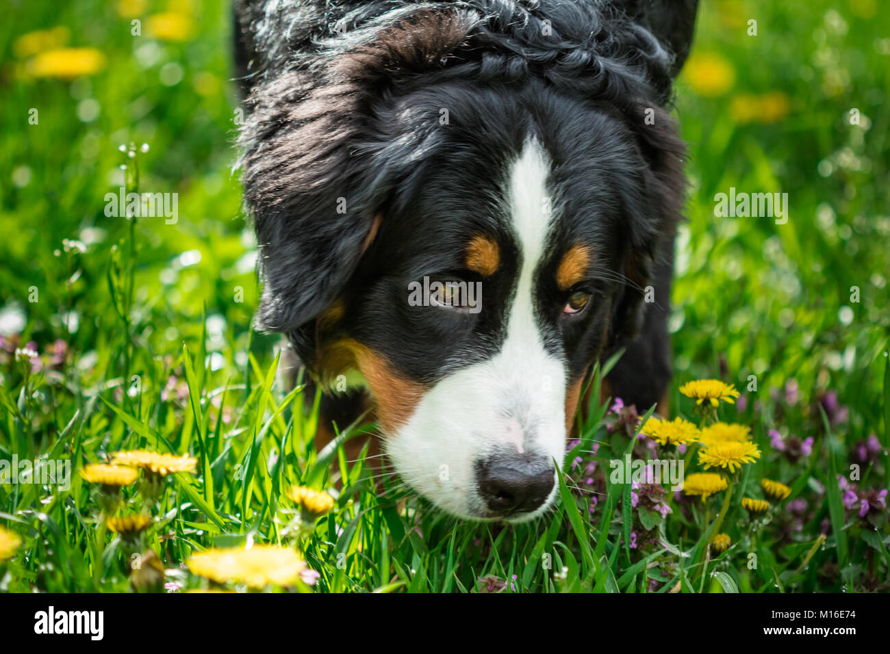 Head Bernese Mountain Dog (Berner Sennenhund) close-up Stock Photo