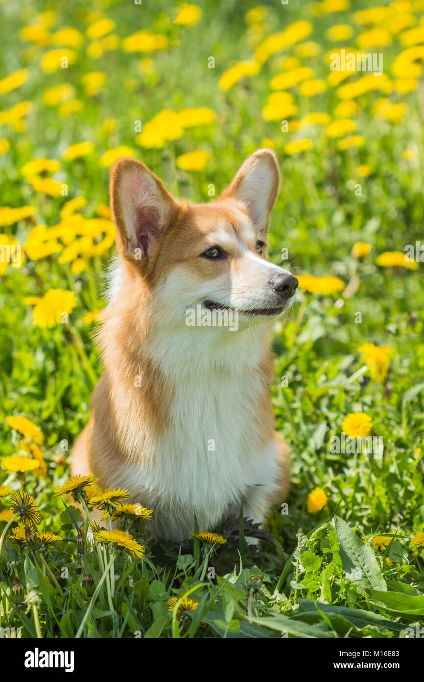 Beautiful dog breed Welsh Cogri sitting in the grass field outdoors ...