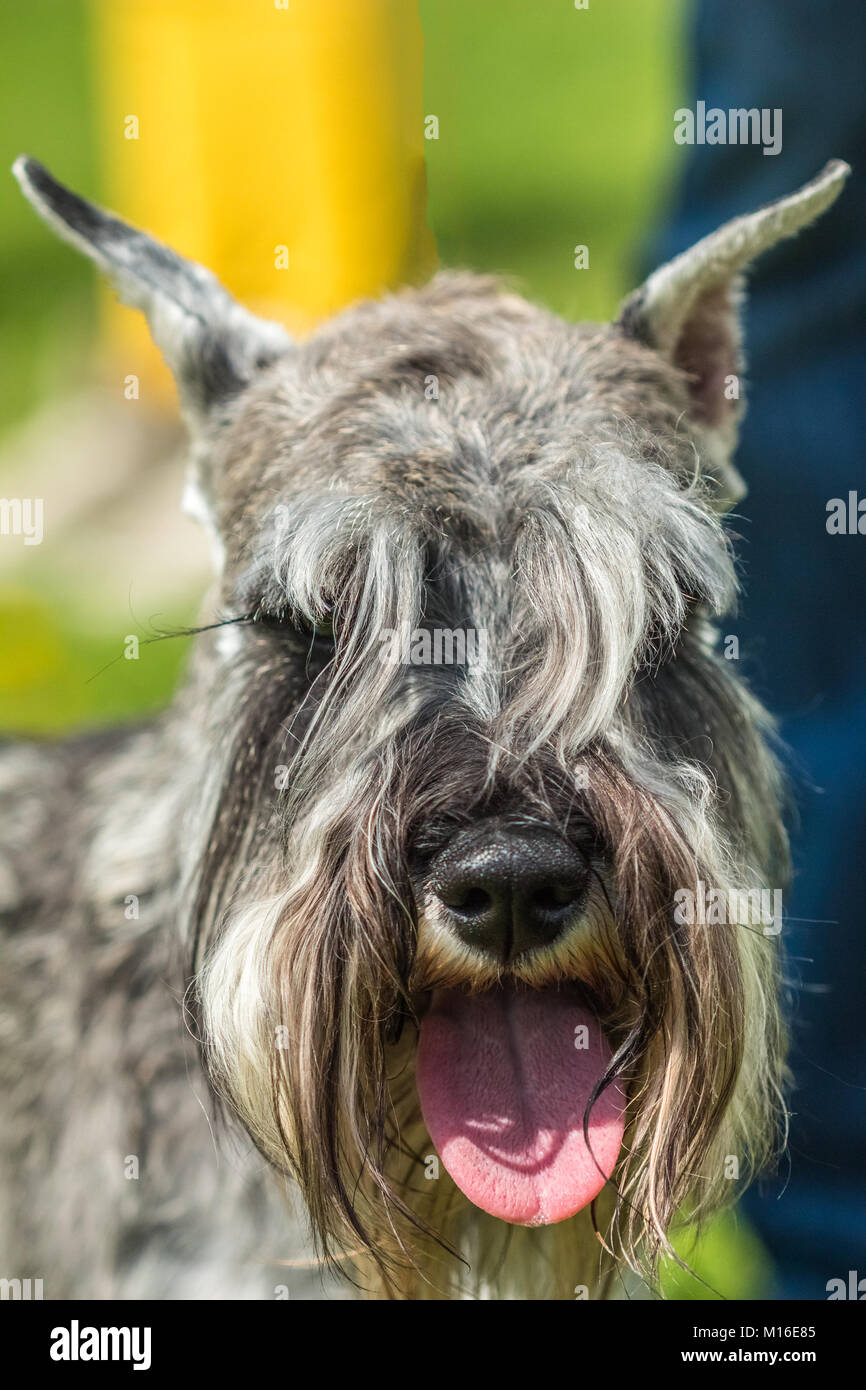 Schnauzer brows sales