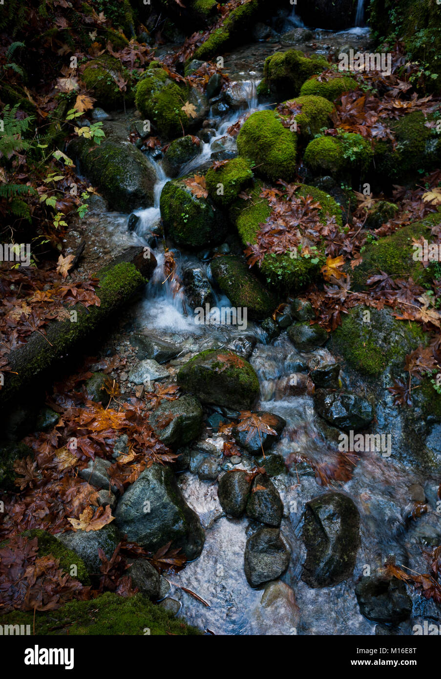 North Shore creek and mossy rocks. Stock Photo