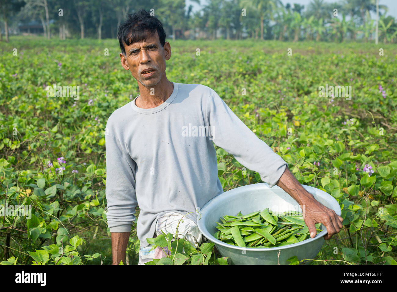 An old man picking Handful fresh Lablab Dolichos Bean (Sheem) at Iswardi, Bangladesh. Stock Photo