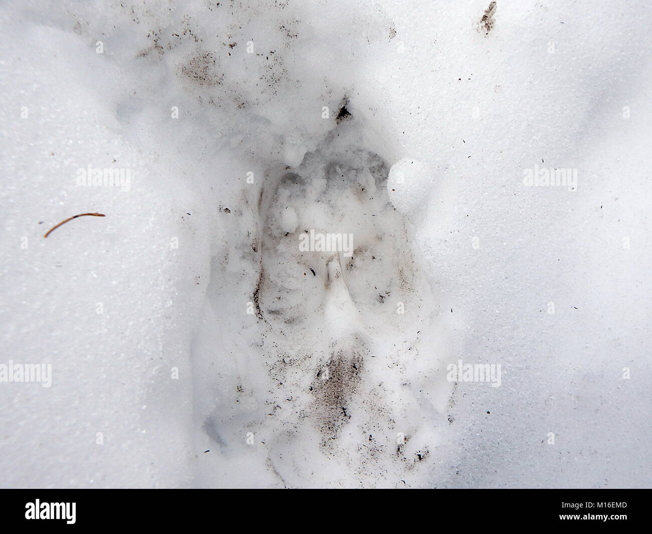 Deer track in the snow, (Cervus elaphus Stock Photo Alamy