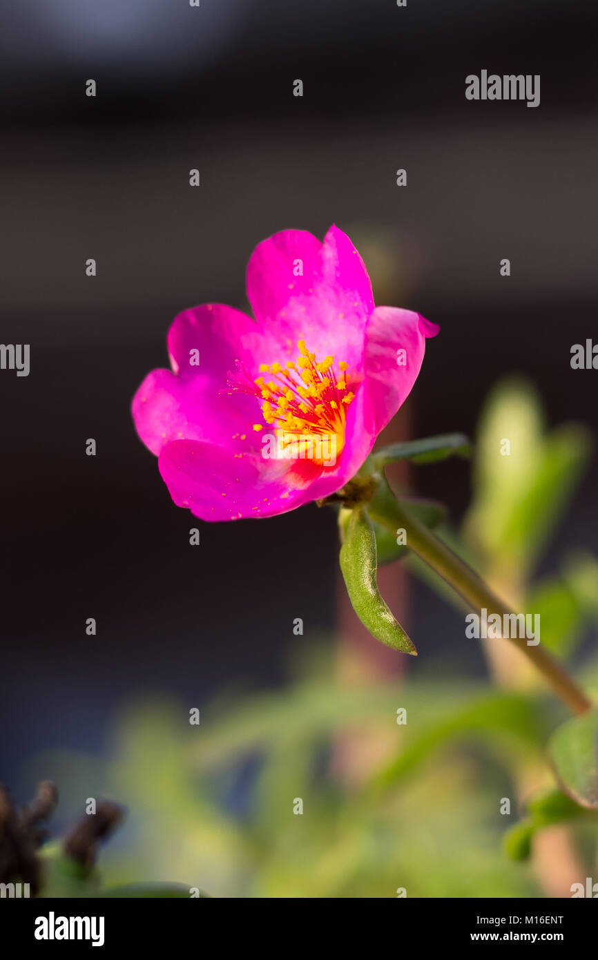 White rose drawing dew hi-res stock photography and images - Alamy