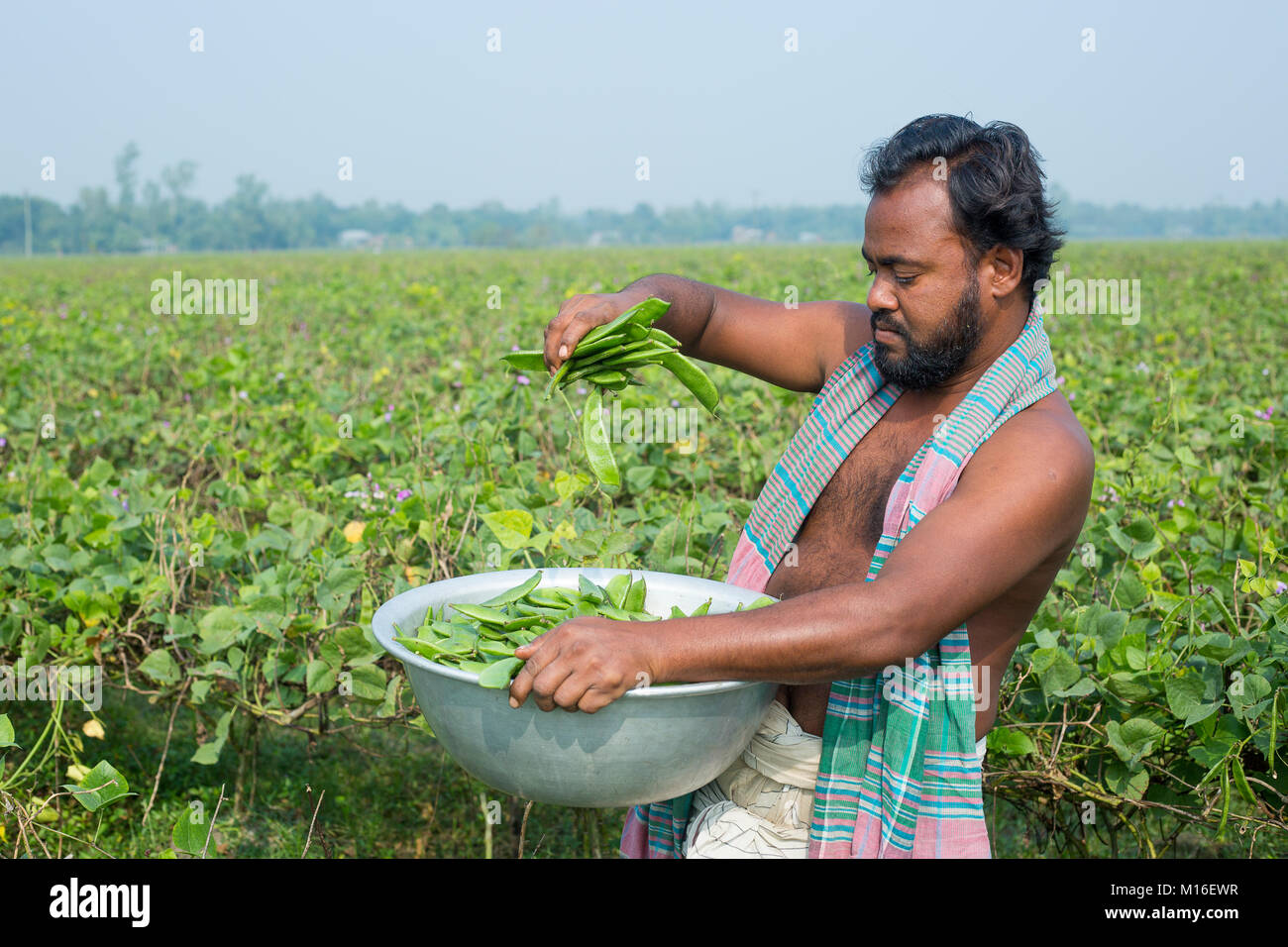 A village man showing fresh Lablab Dolichos Bean (Sheem) at Iswardi, Bangladesh. Stock Photo
