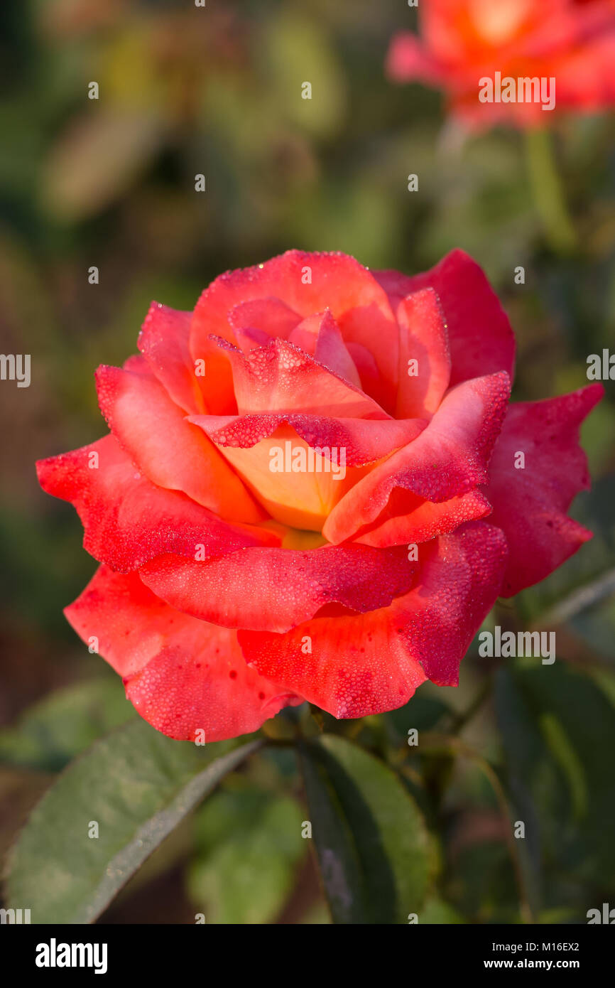 Early morning beautiful rose flower garden, dew on roses with awesome ...