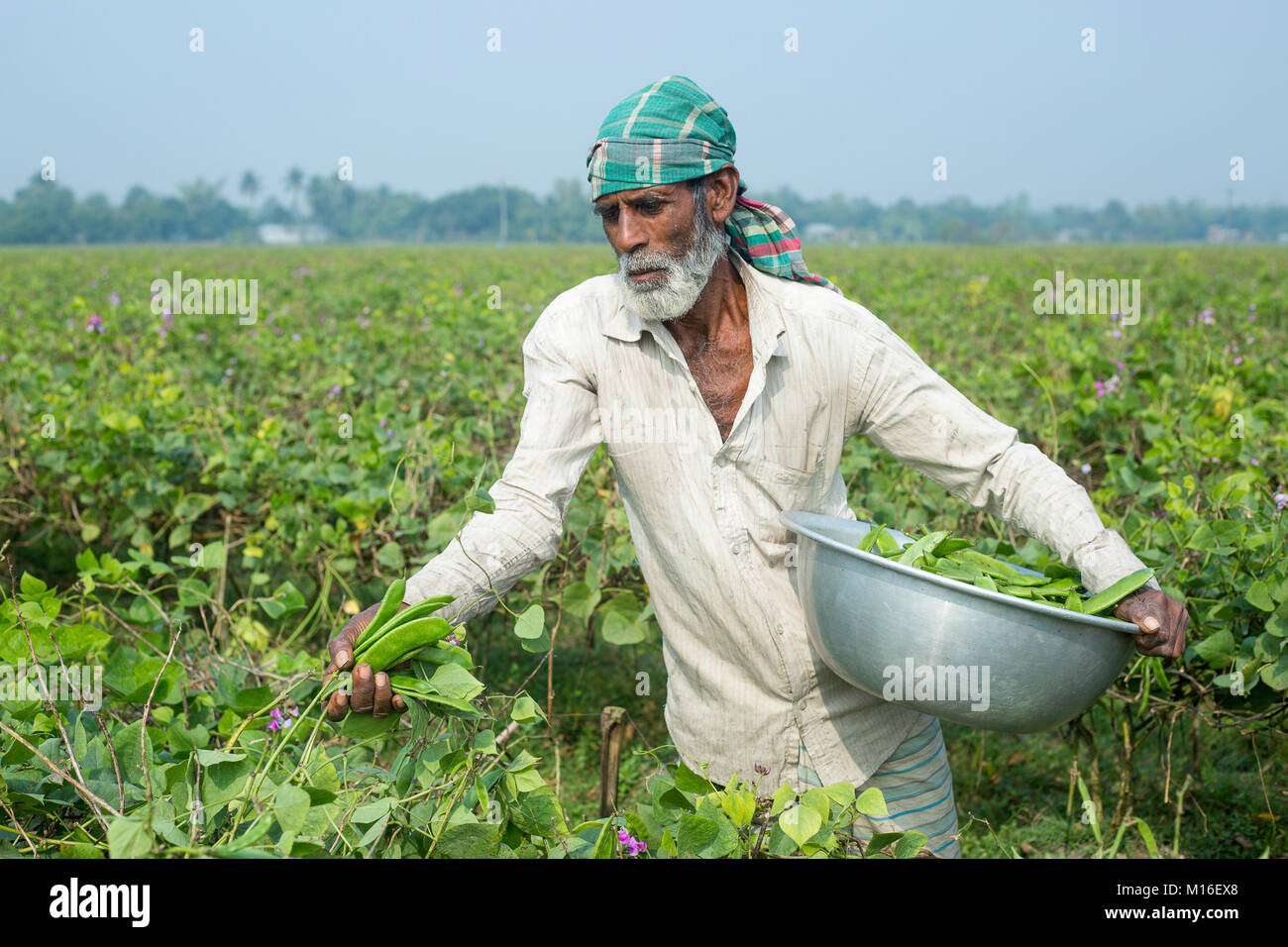 An old man picking Handful fresh Lablab Dolichos Bean (Sheem) at Iswardi, Bangladesh. Stock Photo