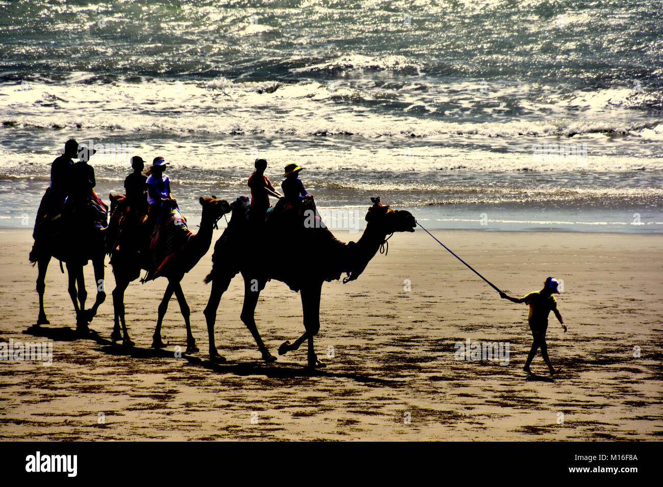 TOURISTS RIDING CAMELS ON  BEACH Stock Photo