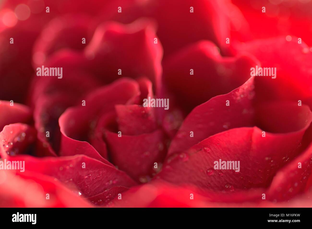 Macro texture of vibrant Red colored Rose with water droplets in ...