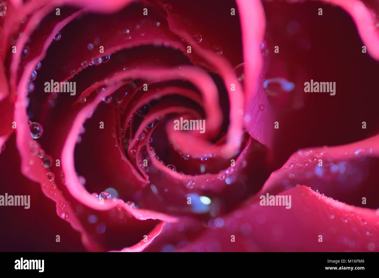 Macro texture of vibrant Red colored Rose with water droplets in ...