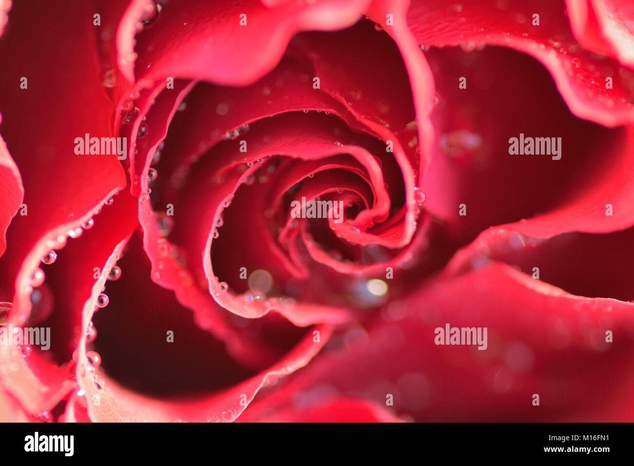Macro texture of vibrant Red colored Rose with water droplets in ...