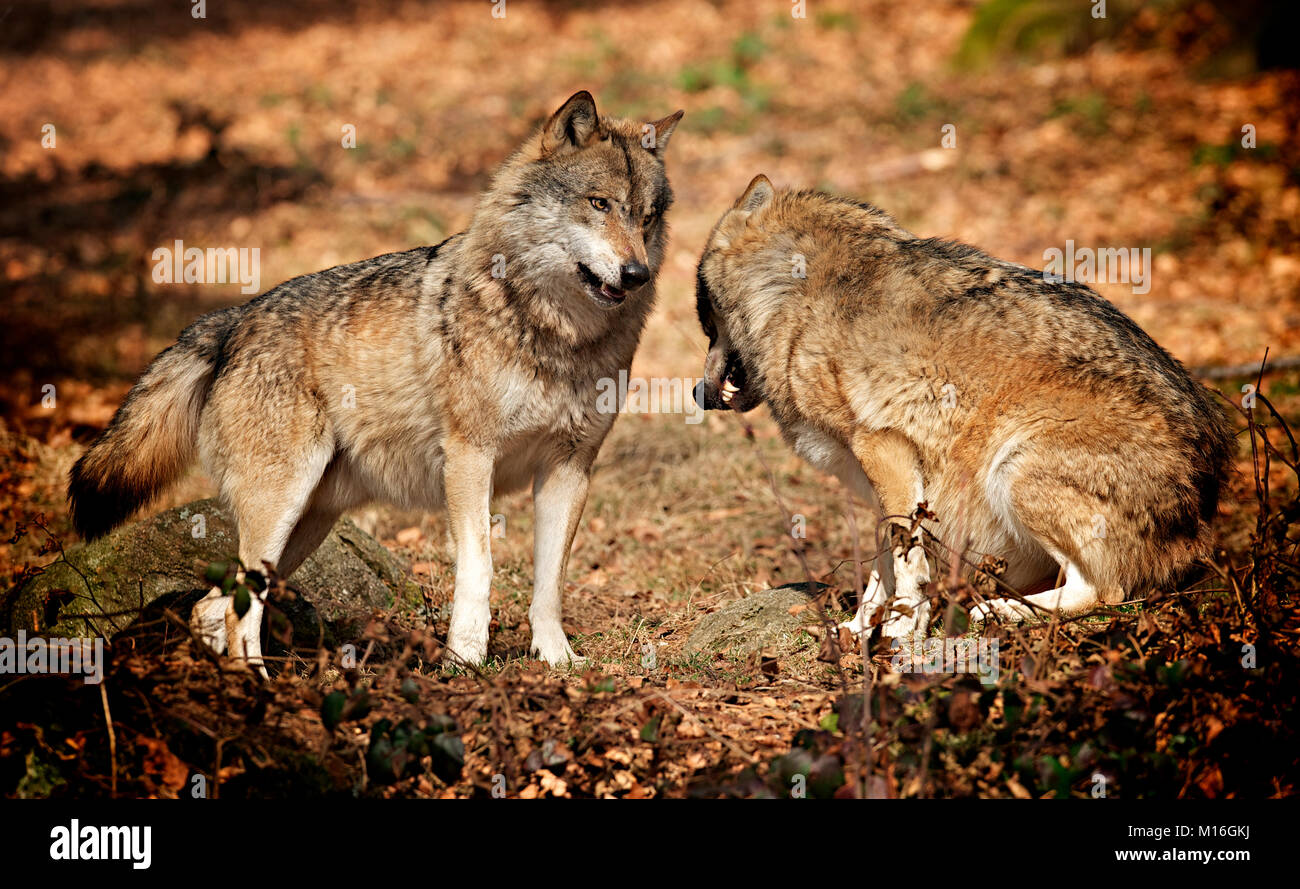 Alpha male wolf puts one of the pack in its place. Stock Photo