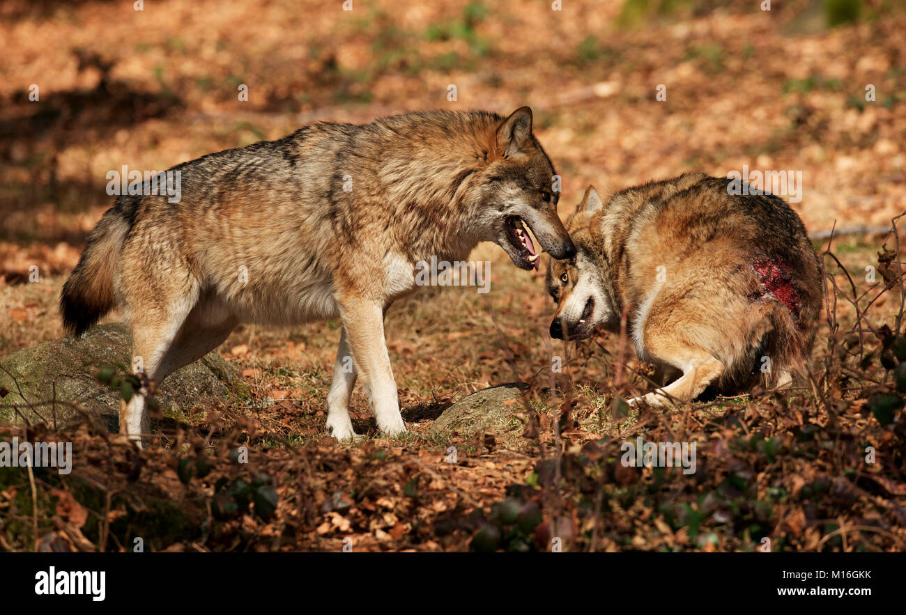 Alpha male wolf puts one of the pack in its place. Stock Photo