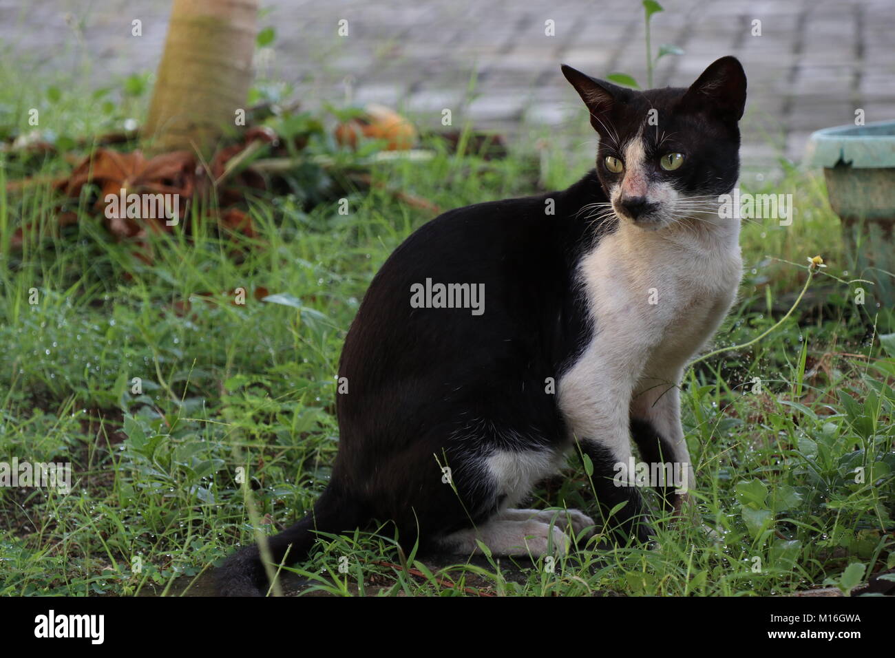 He is TOM (Do you remember Tom and Jerry?) Stock Photo