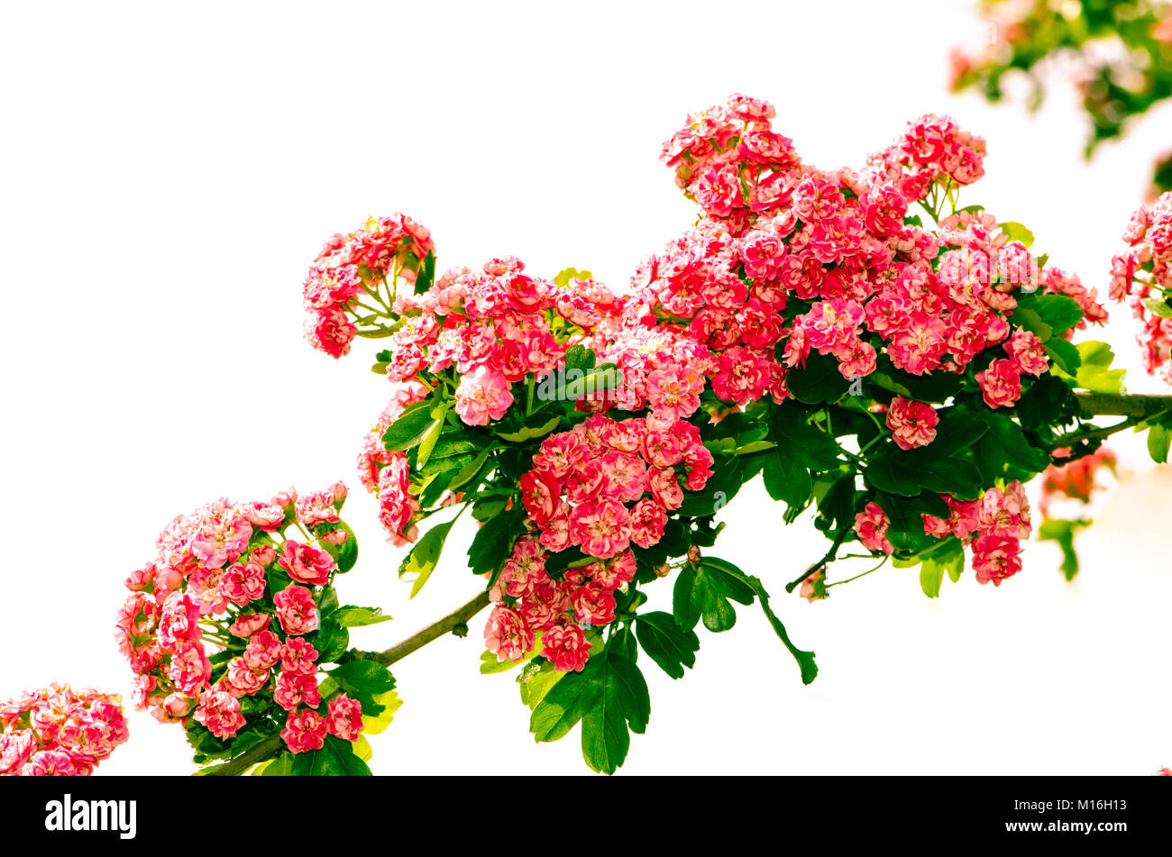 pink rose flower isolated image Stock Photo - Alamy
