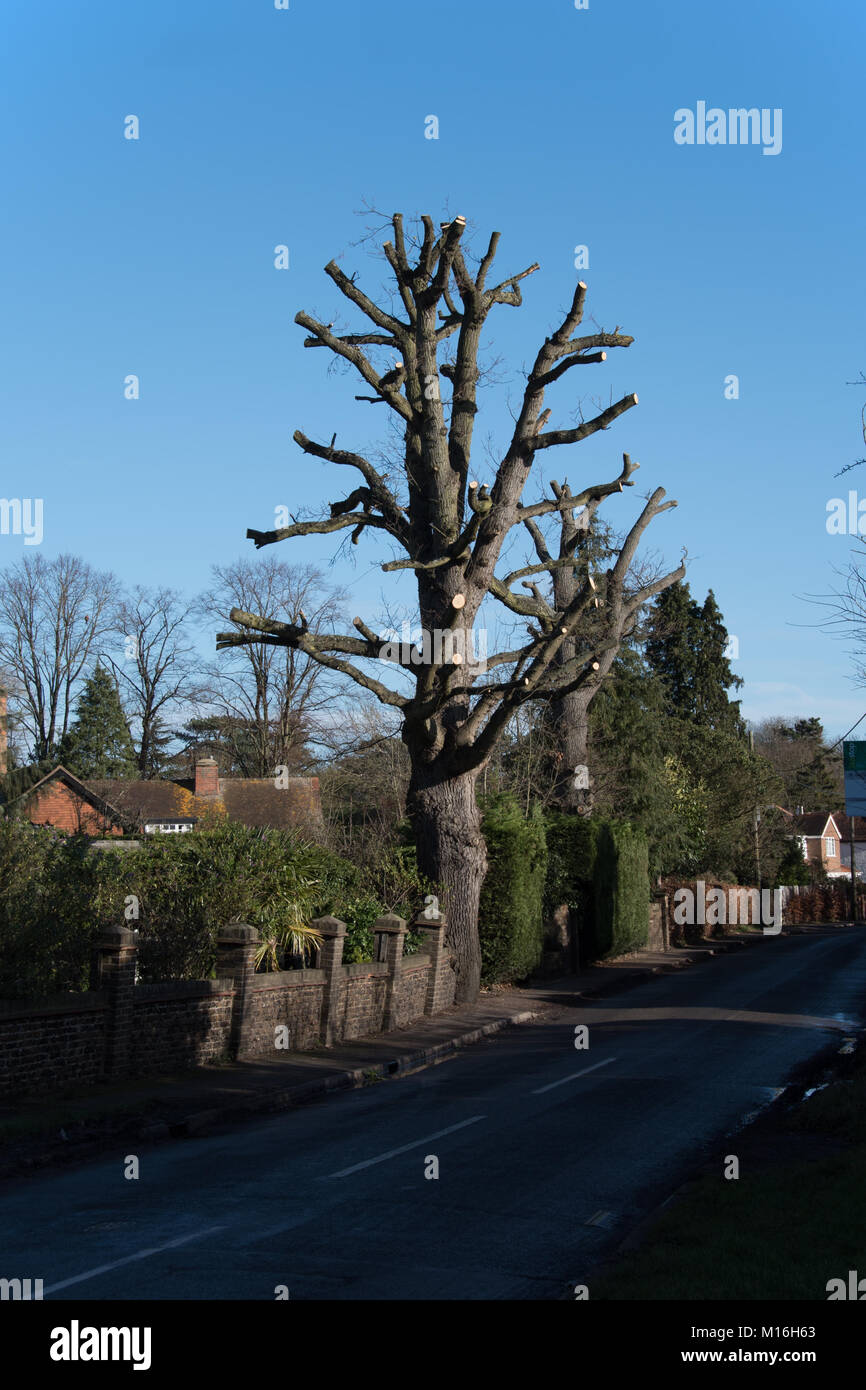 A wellbalanced heavy pruning to a large English oak Stock Photo Alamy