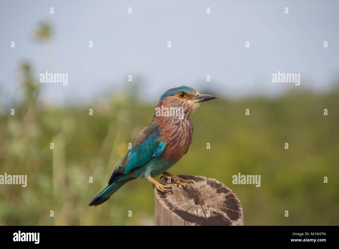 Bird in Sri Lanka Stock Photo