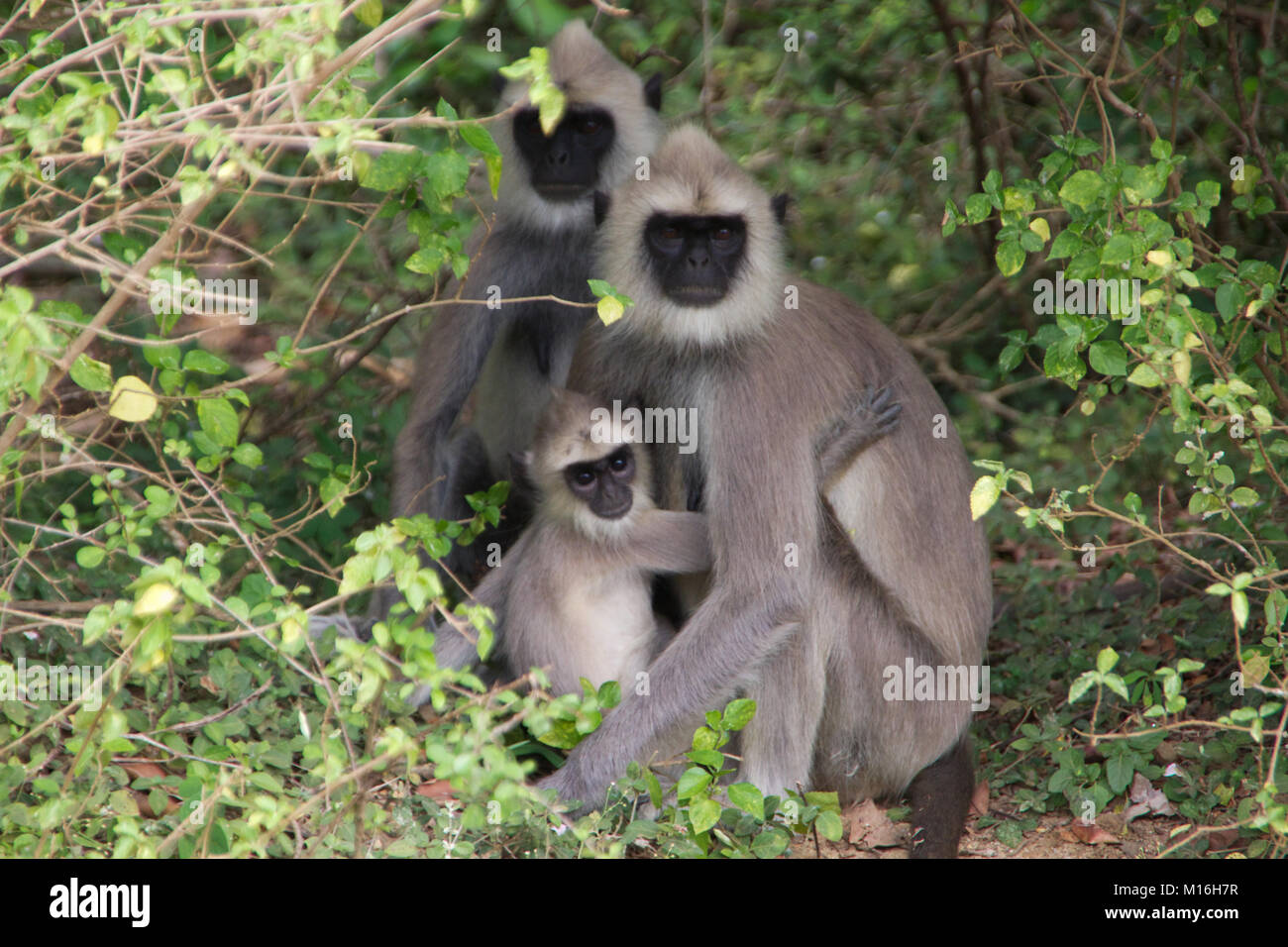 Apes in Sri Lanka Stock Photo