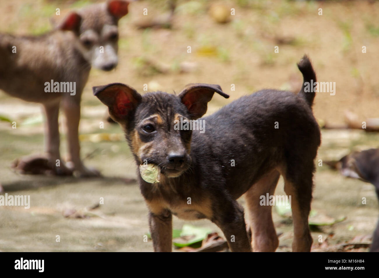 Cute Dog in Sri Lanka Stock Photo